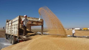 Buğdayda rekor üretim gerçekleşti
