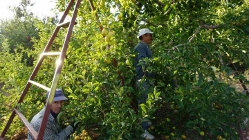 Burdur’un meyve bahçesi Yeşilköy’de elma hasadı başladı
