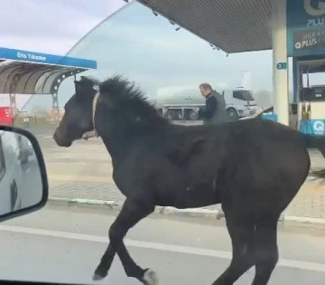 Bursa caddelerinde başıboş tay adeta araçlarla yarıştı