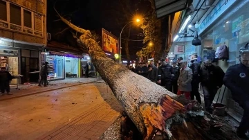 İznik'te 40 metrelik çınar ağacı dükkanların üzerine devrildi