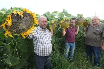 Bursa'da ay çekirdeği çiftçinin yüzünü güldürecek