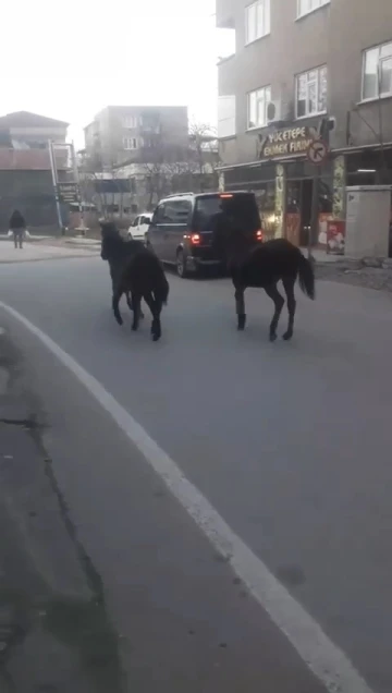 Bursa’da başıboş atlar trafiğe çıktı