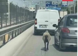 Bursa’da firar eden koyun, trafiği alt üst etti