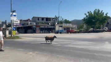 Bursa’da kurbanlık koç trafiği birbirine kattı