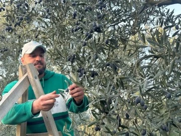 Bursa'da mart ayında zeytin hasadı şaşırttı