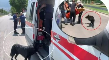 Bursa'da vefalı köpek silahla yaralanan sahibini bırakmadı