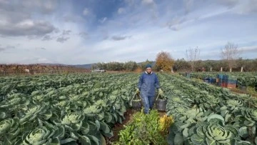 Bursa'dan çok sayıda ülkeye Brüksel lahanası ihracatı