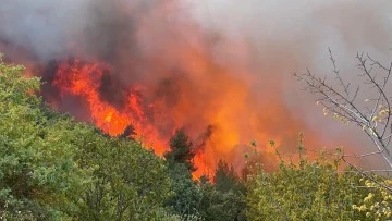 Bursa İznik'te çıkan orman yangınında son durum! 