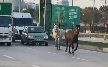 Bursalı sürücülerin korkulu rüyası olan başıboş atlar kamerada