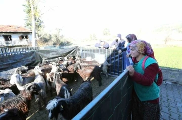 Büyükşehirden Seydikemer’li kadın üreticilere kıl keçesi desteği
