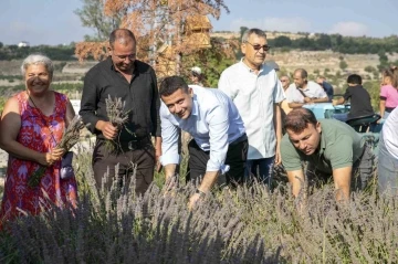 Çaltıbozkır’da Lavanta Hasat Şenliği
