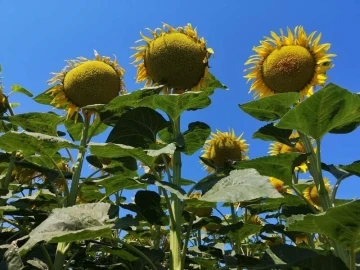 Çanakkale’de Ayçiçeği Tarla Günü düzenlendi
