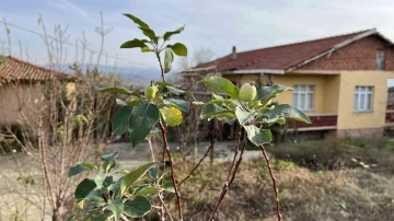 Çanakkale’de elma ağacı 2’nci kez meyve verdi
