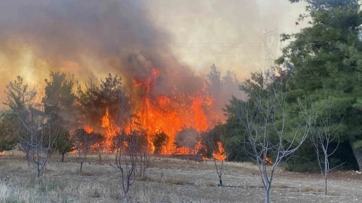 Çanakkale’deki orman yangınında 2 kişi gözaltına alındı
