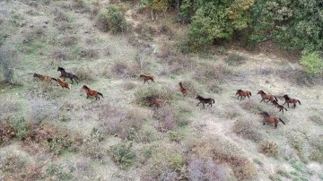 Çanakkale'nin kırlarında koşan yılkı atları doğaya ayrı güzellik katıyor