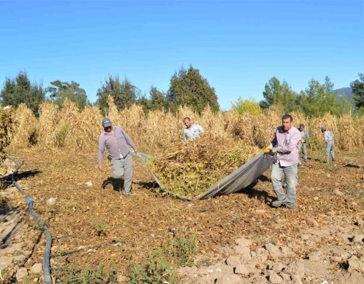 Çandır fasulyesinin hasat zamanı
