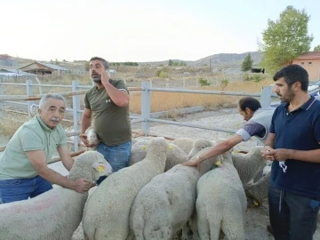 Çankırı’da üreticilere merinos koç dağıtıldı
