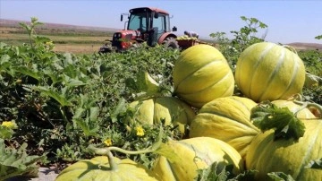 Çankırı'da sıcak hava kavun üretimine olumlu yansıdı