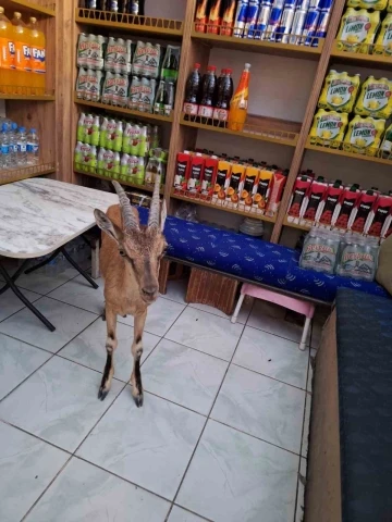 Çarşı merkezine kadar inen koruma altındaki yaban keçisi tekel bayisine girdi
