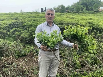 Çay üreticilerinden çay budama tepkisi
