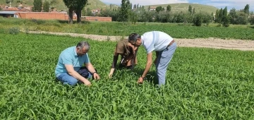 Çayır mera kontrolleri devam ediyor
