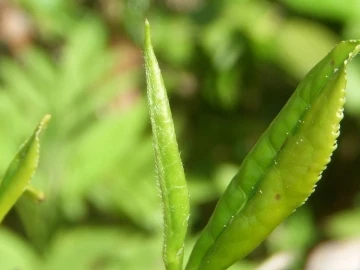 ÇAYKUR 175 kilogram beyaz çay alımı gerçekleştirdi
