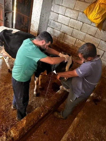 Çermik’te buzağı desteği müracaattı başlandı
