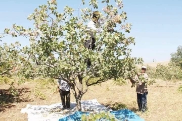 Çermik’te dolu ve yağış fıstık üreticisini etkiledi
