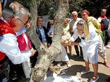 Çeşme’deki sakız ağaçlarında hasat hazırlıkları devam ediyor
