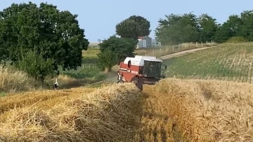 Çiftçi de leylekler de rızkının peşinde
