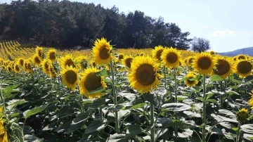 Çiftçiler ayçiçeği ekimine yöneldi
