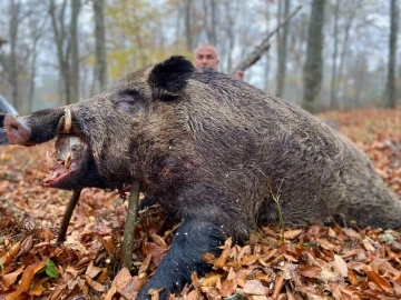 Çilek tarlalarına zarar veren 450 kiloluk domuz avlandı