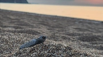 Çıralı'da 5 bin 300'ü aşkın yavru caretta caretta denizle buluştu