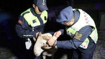 Çobanlar fosforlu yelekle hayvanlar da reflektörlü küpeyle daha kolay görülebilecek