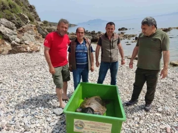 Çocuklar sahile vuran kaplumbağa için seferber oldu