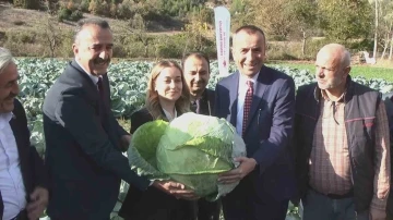 Coğrafi işaret yolundaki Eskipazar lahanası hasat edildi
