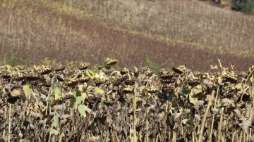 Çukurova'da ayçiçeği hasadı yüksek rekolte beklentisiyle başladı