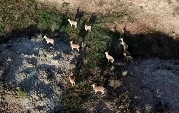 Dağda gezerken sürü halinde karşısına çıktılar, aklına ilk dron geldi
