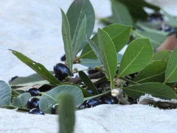 Defne yaprağı köylülere geçim kaynağı oluyor
