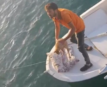 Denize düşen kedi kurtarıldı
