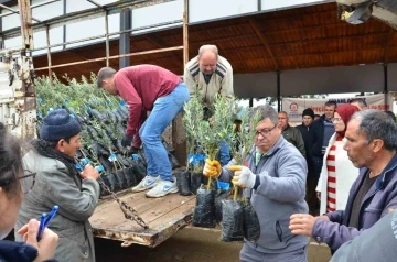 Denizli’de 573 çiftçiye 45 bin adet zeytin fidanı dağıtılıyor
