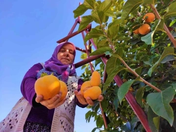 Denizli’de cennet hurmasında hasat zamanı
