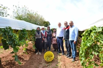 Denizli’de salkım güvesiyle biyolojik mücadele devam ediyor
