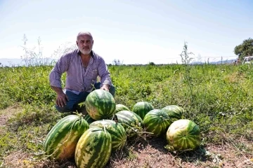 Denizli’de üreticinin elinde kalan karpuzları büyükşehir aldı
