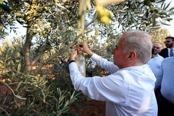 Denizli’de zeytin sineğiyle mücadele başlatıldı
