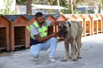 Deprem bölgesinde sokak hayvanları unutulmuyor
