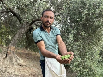 Deprem bölgesinde yüz güldüren hasat; sofralık zeytin kilogram fiyatı 70 TL’den alıcı buluyor
