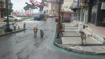 Depremden hemen sonra sokakta çok sayıda köpek gözlendi
