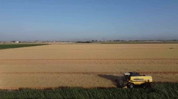 Depremin vurduğu Hatay Amik Ovası’nda buğday hasadı başladı
