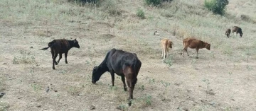 Derecik’te kayıp inekler 4 gün sonra bulundu
